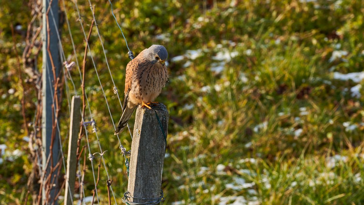 Turmfalken Männchen