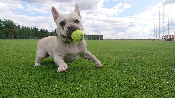 Frenchie playing on the soccerfield.JPG