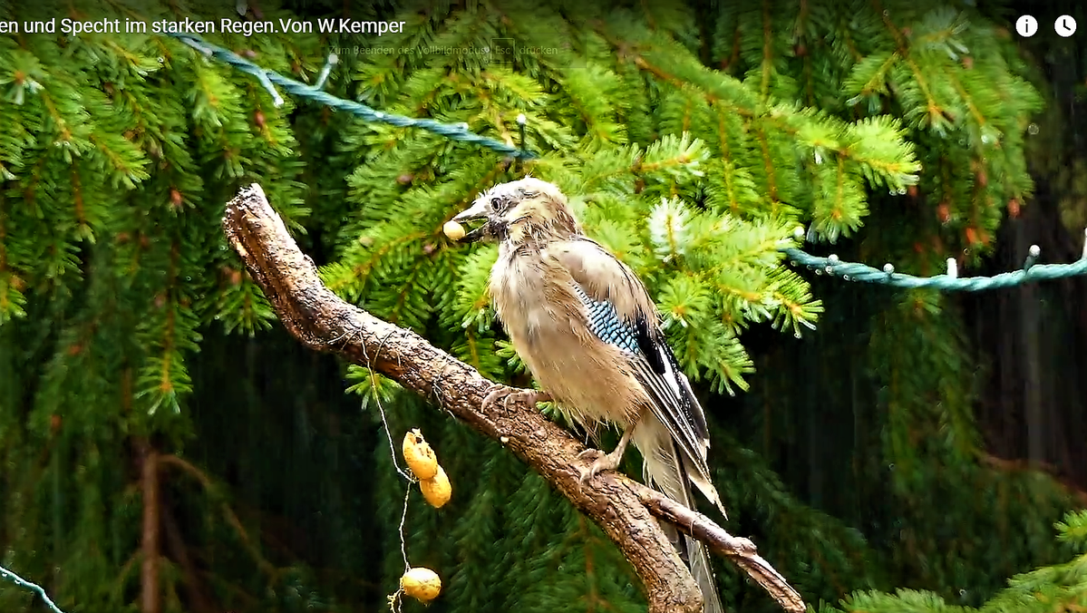 Eichelhäher bei Kaupi starken Regen..png