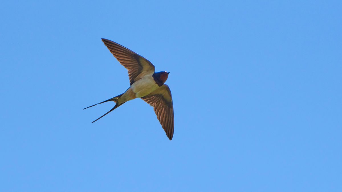 noch keinen Sommer! Rauchschwalbe