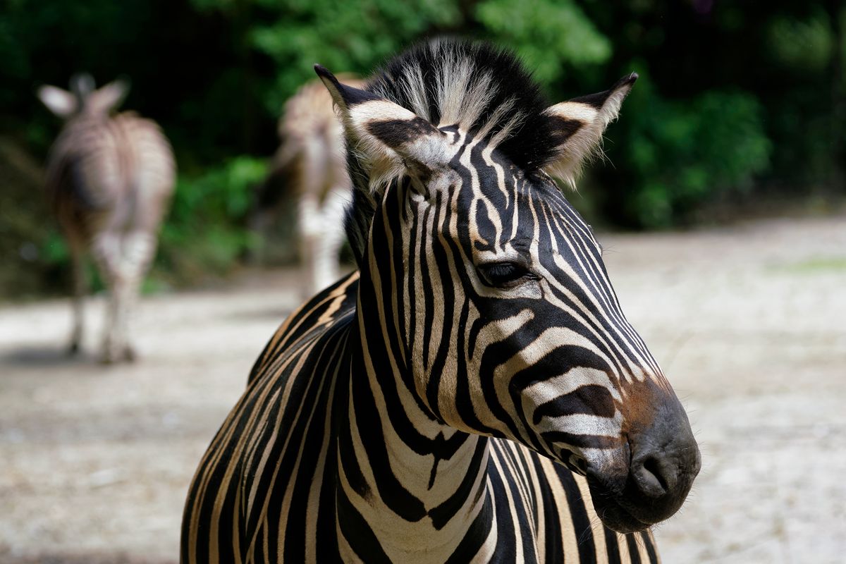 Die Zebras des NaturZoo in Rheine sind: Chapman-Zebras deren Natürlicher Lebensraum die südliche Savanne Afrikas ist.