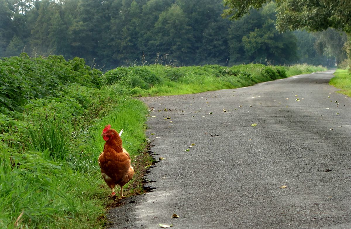 Eine vielleicht traurige Tiergeschichte: Weit weg von jedem Haus und Hof, und am Tag zuvor war noch eine Henne bei ihm!
