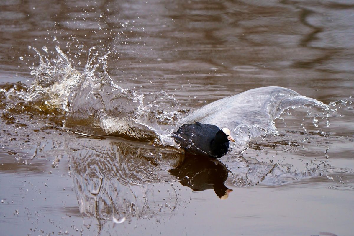 Das Abbremsen in Wasser verursacht eine Bugwelle