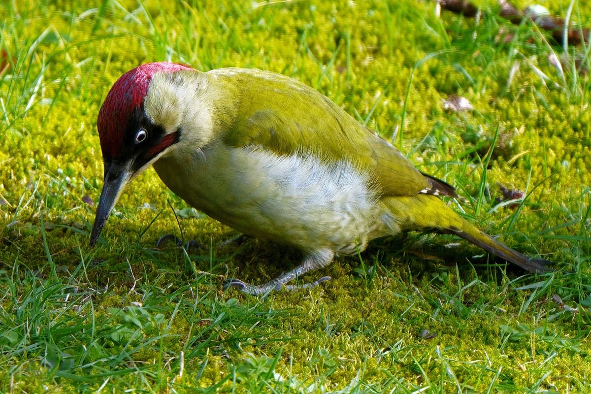 Ein Grünspecht (Picus viridis) bei der Arbeit, in heimischen Garten.