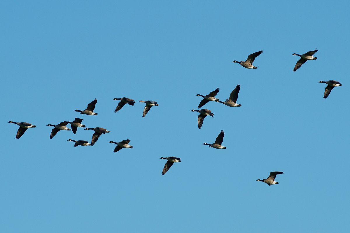 Eine Graugans fliegt in einen Schwarm Kanadagänse mit! Das weiße Kinnband ist ein charakteristisches Merkmal der Kanadagans.