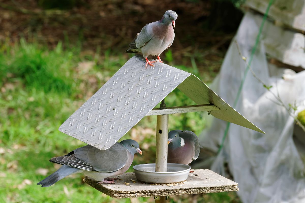 Die Tauben (Columbidae), über Kulturgrenzen hinweg gelten Tauben auch als Symbol für Liebe und Frieden. In Bild : Zwei Ringeltauben im Futterhaus und eine Hohltaube auf dem Dach.