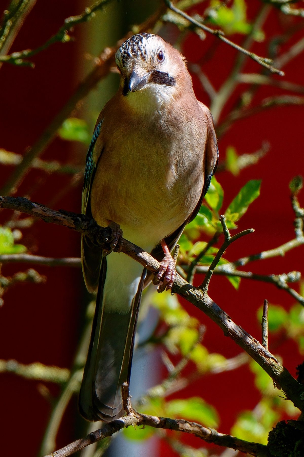 Der Eichelhäher, der Farbenprächtigste Rabenvogel wird auch als Waldarbeiter und Polizei des Waldes bezeichnet.