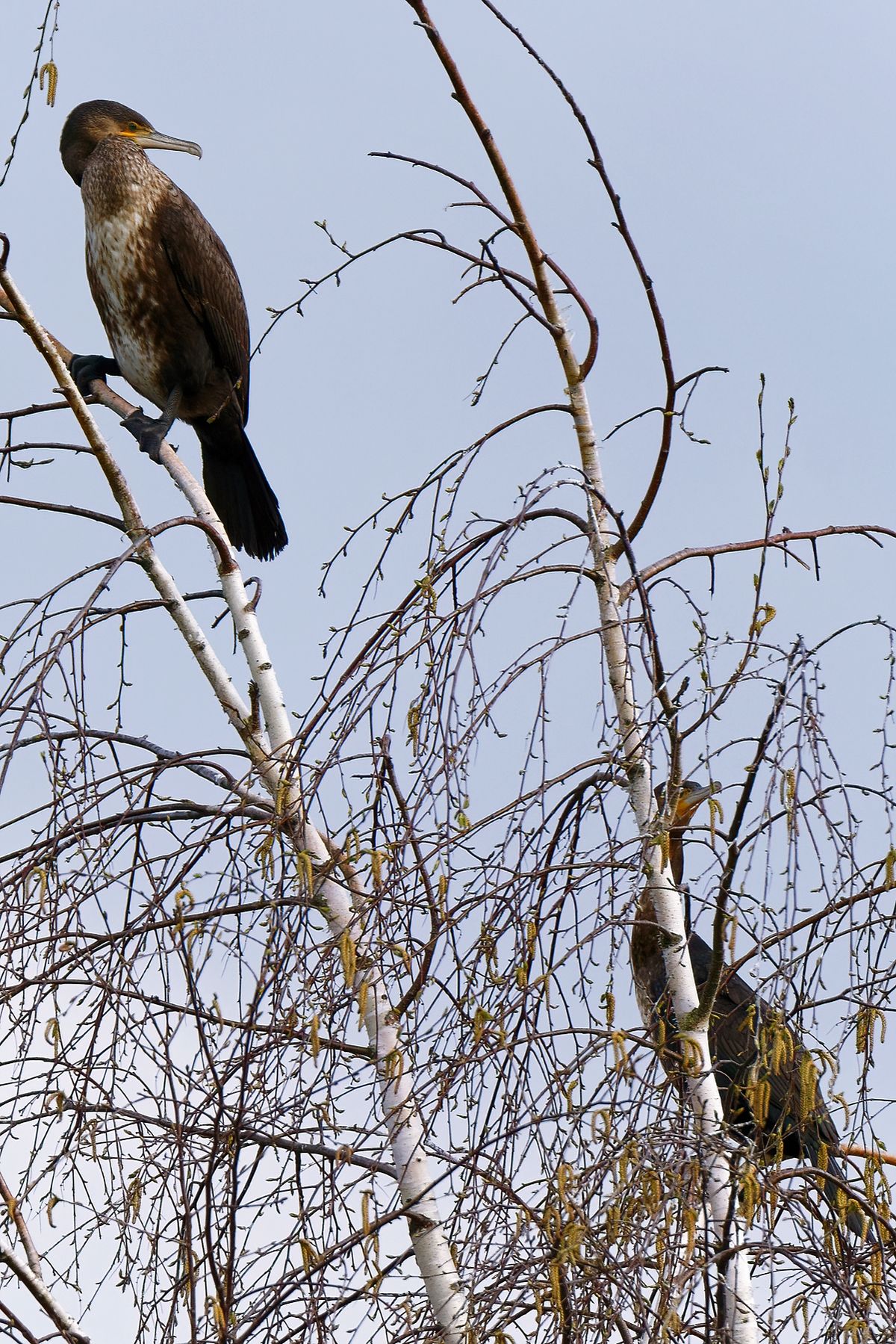 Zwei Kormorane (Phalacrocorax carbo) aufgenommen an den  Biotop, an der Kaninchenstraße in Schapen