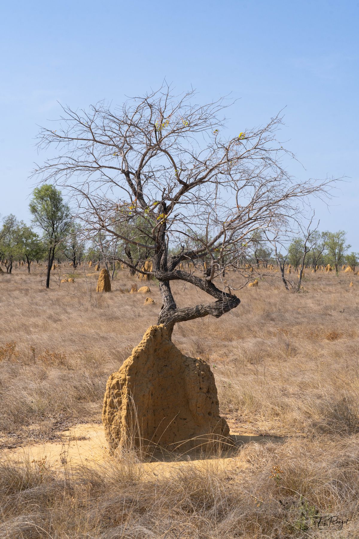 Savane Australienne