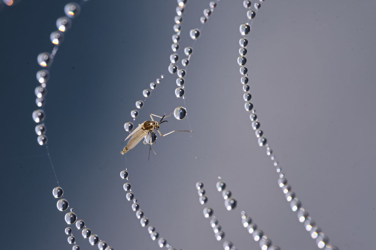 2.8 105 DG art Sigma, 1/200, Bl. 11, ISO 400, Alpha 1